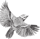 Oiseau qui symbolise la liberté dans la gestion de location